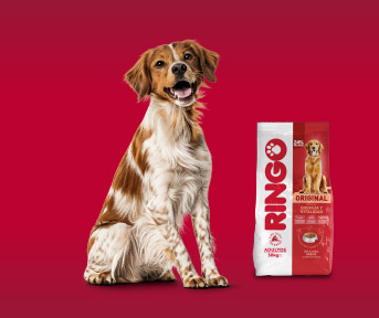 ¿Cómo saber si tu perro está enfermo? Señales clave Pa